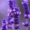 Is Fragrance-Free Skincare Better for Sensitive Skin? Find Out Here