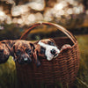 Waggies by Reliance: Price, Review, Ingredients & Is It Good for Your Dog? (2026 Guide)