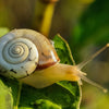 Top Snail Mucin Serum Benefits For Your Skin| Usage & Science Behind It