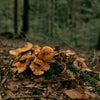 How Reishi Mushroom Helps in Anti-Aging: The Ultimate Guide