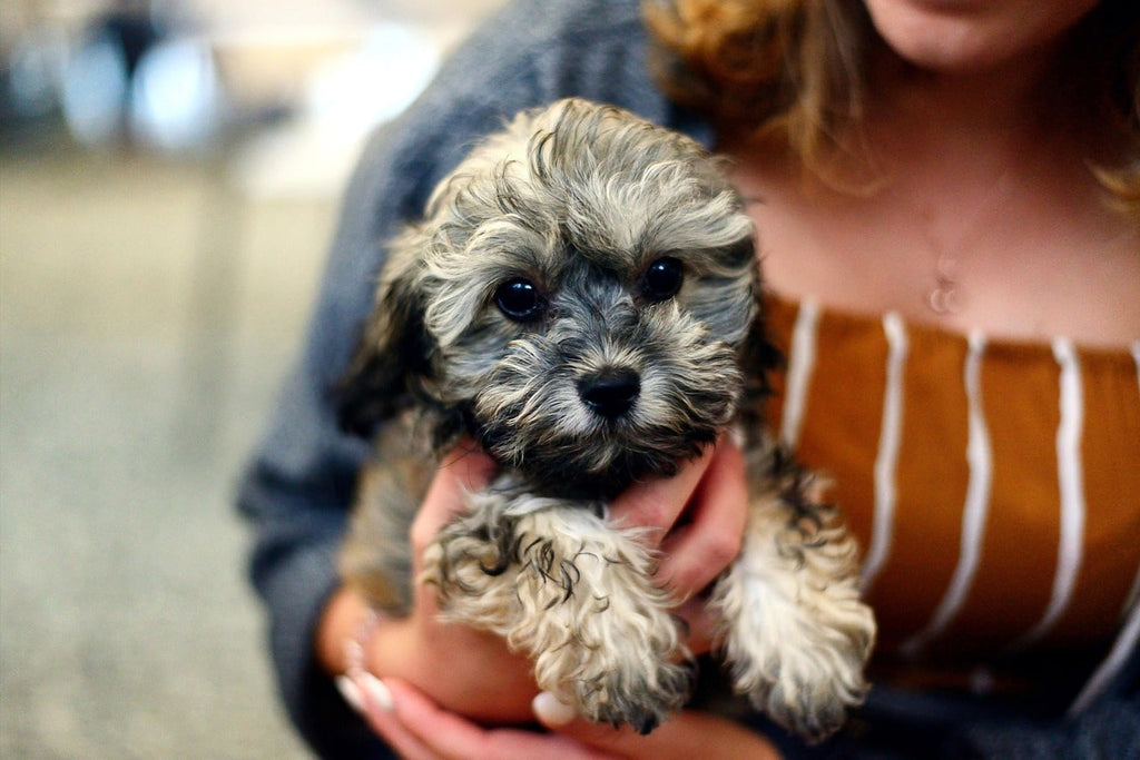 Budget Dog Food Brands in India (2026 List): Affordable & Reliable Options for Pet Parents