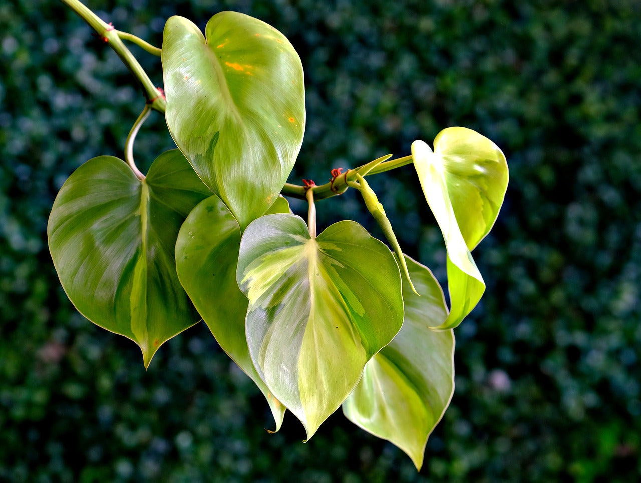 Centella Asiatica (Cica) vs Heartleaf: Which Soothes Skin Better?