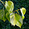 Centella Asiatica (Cica) vs Heartleaf: Which Soothes Skin Better?