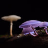 Mushrooms in Skincare: Benefits of Snow Mushroom & Shiitake Extracts
