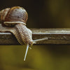 Korean Skincare Secret: The Power of Snail Mucin for Oily Skin