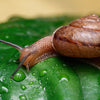Best Snail Mucin Serums in India (2025) – Top Brands for Korean Skincare Products