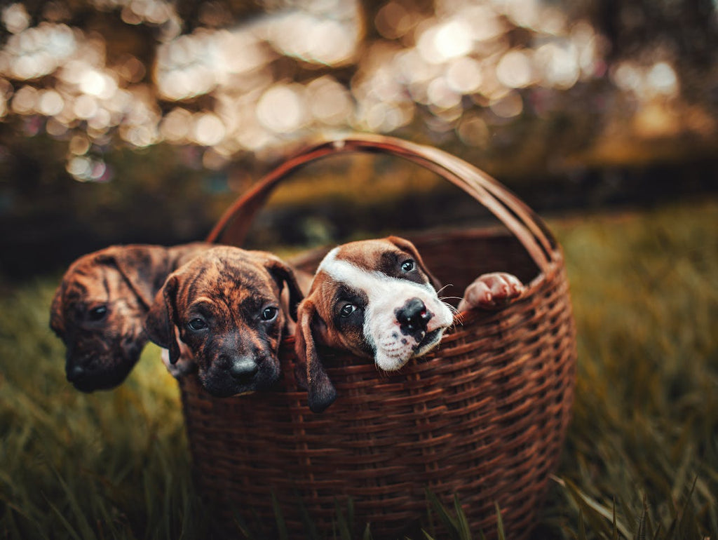 Waggies by Reliance: Price, Review, Ingredients & Is It Good for Your Dog? (2026 Guide)